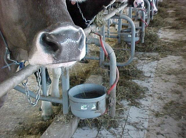 NODPA Field Dayswaterbucket